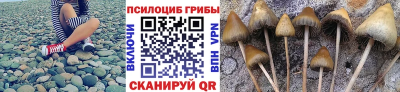 площадка телеграм наркота Черняховск Псилоцибиновые грибы ЛСД